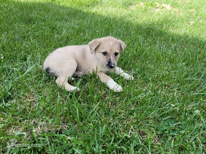 Leo – Australian Shepherd, German Shepherd Dog puppy for sale in Inkster, MI