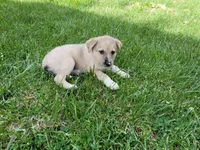 Leo, a male Australian Shepherd and German Shepherd Dog for sale in Inkster, MI – 1 of 4