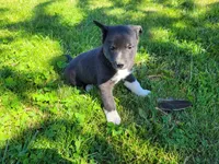 Ram, a male German Shepherd Dog and Siberian Husky for sale in Inkster, MI – 2 of 3