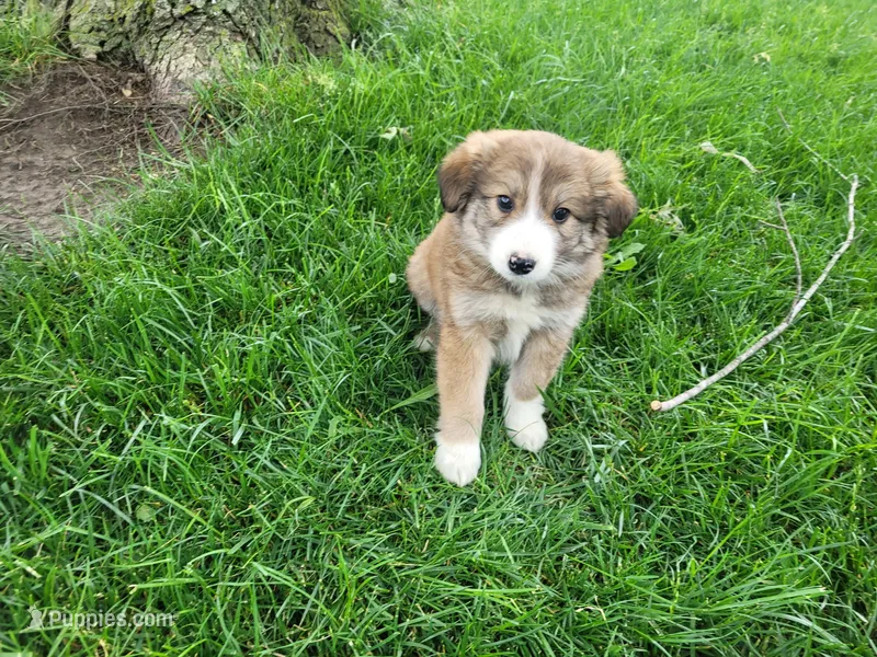 Ram – Border Collie puppy for sale in Inkster, MI