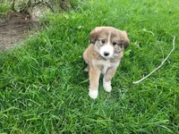 Ram, a male Border Collie for sale in Inkster, MI – 1 of 4