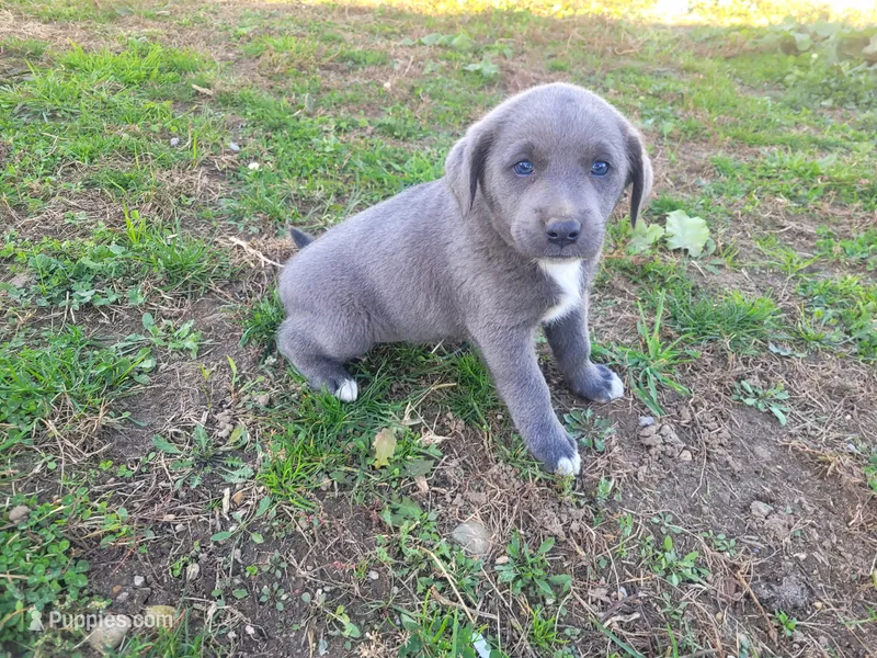 Angie – Australian Shepherd, Labrador Retriever puppy for sale in Inkster, MI