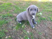 Angie, a female Australian Shepherd and Labrador Retriever for sale in Inkster, MI – 1 of 4