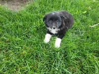 Lulu , a female Border Collie for sale in Inkster, MI – 3 of 5