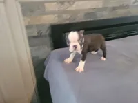 Jack , a male Boston Terrier for sale in Inkster, MI – 3 of 4