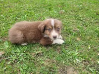Jackie, a female Australian Shepherd for sale in Inkster, MI – 2 of 5
