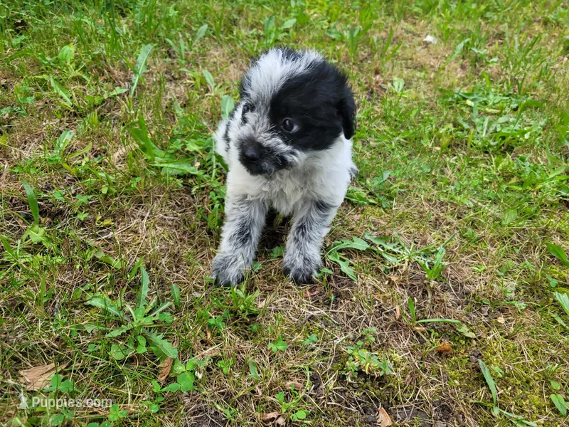 Lulu  – Australian Cattle Dog, Poodle - Miniature  puppy for sale in Inkster, MI