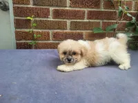 Lady, a female Bichon Frise and Shih Tzu for sale in Inkster, MI – 5 of 5