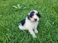 Daisy , a female Cavapoo for sale in Inkster, MI – 5 of 5