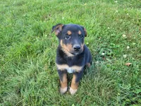 Jack , a male Australian Shepherd and German Shepherd Dog for sale in Inkster, MI – 2 of 5