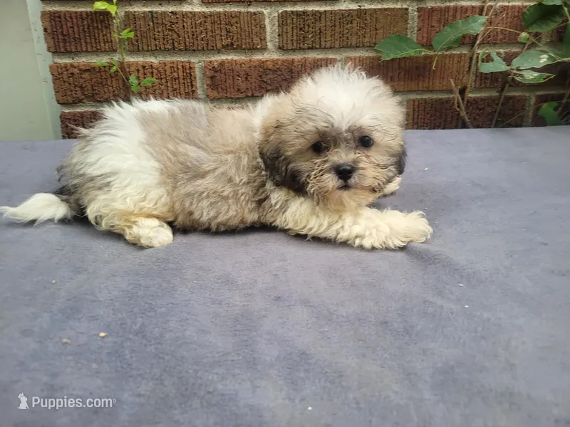 Alex  – Bichon Frise, Shih Tzu puppy for sale in Inkster, MI