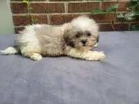 Alex , a male Bichon Frise and Shih Tzu for sale in Inkster, MI – 1 of 5