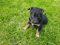 Kim, a female German Shepherd Dog and Labrador Retriever for sale in Inkster, MI – 2 of 3