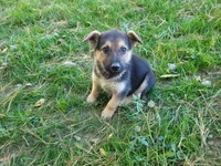 Ram, a male Australian Shepherd and German Shepherd Dog for sale in Inkster, MI – 3 of 3