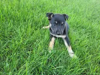 Lady, a female German Shepherd Dog and Labrador Retriever for sale in Inkster, MI – 4 of 4