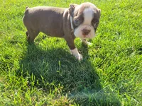 John , a male Boston Terrier for sale in Inkster, MI – 5 of 5