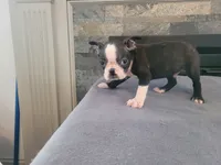 Black , a male Boston Terrier for sale in Inkster, MI – 2 of 6
