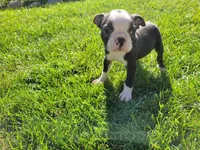 John , a male Boston Terrier for sale in Inkster, MI – 3 of 5