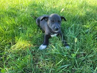 Daisy , a female German Shepherd Dog and Labrador Retriever for sale in Inkster, MI – 2 of 5