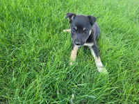 Lady, a female German Shepherd Dog and Labrador Retriever for sale in Inkster, MI – 3 of 4