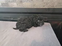 Black , a male Cavapoo for sale in Inkster, MI – 6 of 6