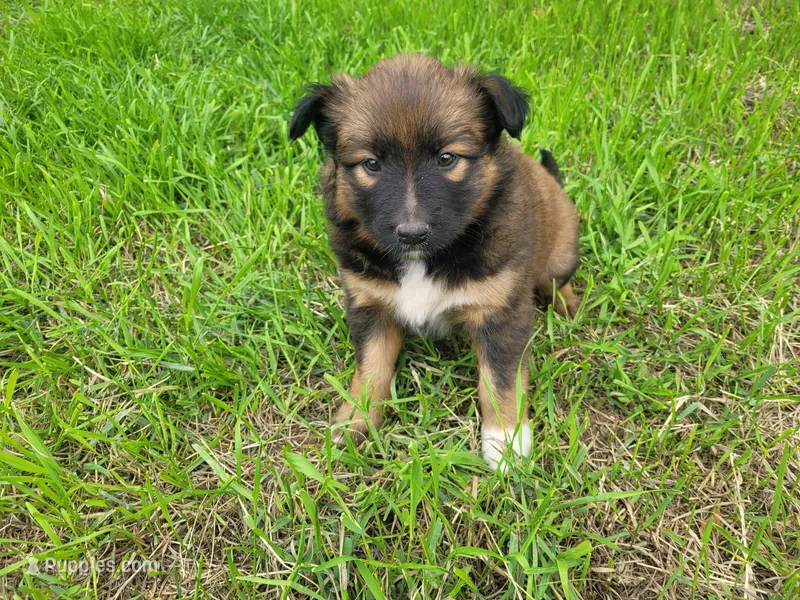 Ashley – Australian Shepherd, German Shepherd Dog puppy for sale in Inkster, MI