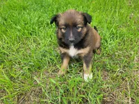 Ashley, a female Australian Shepherd and German Shepherd Dog for sale in Inkster, MI – 1 of 4