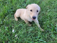 Kim, a female German Shepherd Dog and Golden Retriever for sale in Inkster, MI – 4 of 5