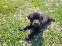 John , a male Australian Shepherd and Labrador Retriever for sale in Inkster, MI – 2 of 4