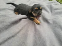 Angie, a female Morkie for sale in Inkster, MI – 5 of 5