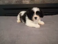 Jackie, a female Havanese and Shih Tzu for sale in Inkster, MI – 6 of 6