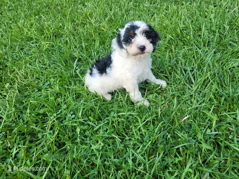 Daisy  – Cavapoo puppy for sale in Inkster, MI