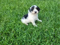 Daisy , a female Cavapoo for sale in Inkster, MI – 1 of 5