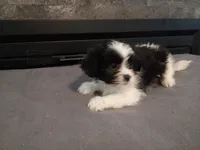 Jackie, a female Havanese and Shih Tzu for sale in Inkster, MI – 4 of 6