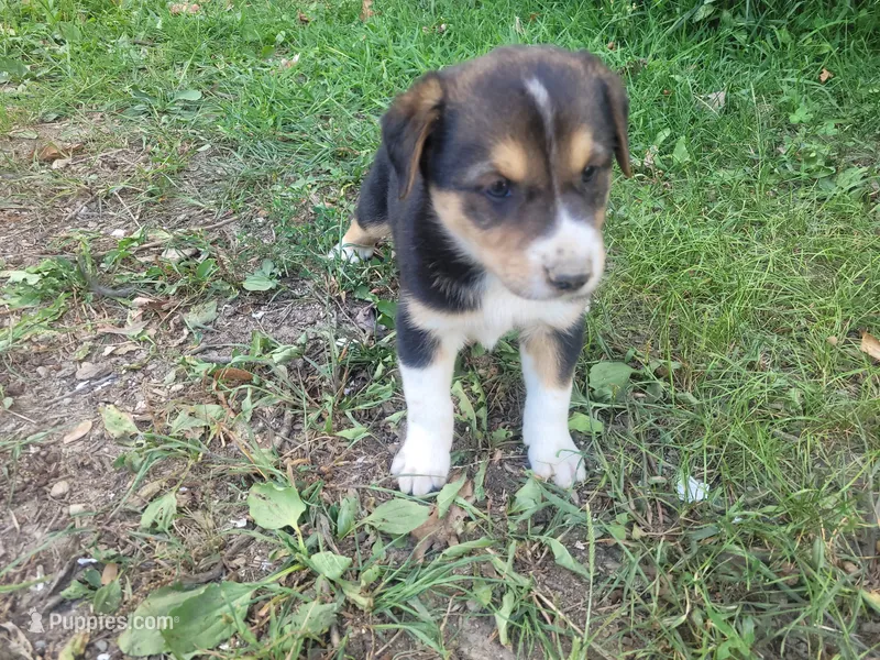 Max  – Australian Shepherd, German Shepherd Dog puppy for sale in Inkster, MI