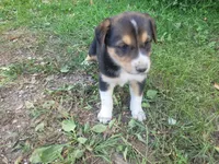 Max , a male Australian Shepherd and German Shepherd Dog for sale in Inkster, MI – 1 of 4