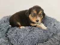 Jason, a male Australian Shepherd and German Shepherd Dog for sale in Inkster, MI – 4 of 5