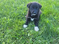 John , a male German Shepherd Dog and Labrador Retriever for sale in Inkster, MI – 3 of 5