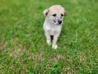 Kim, a female Australian Shepherd and German Shepherd Dog for sale in Inkster, MI – 3 of 3