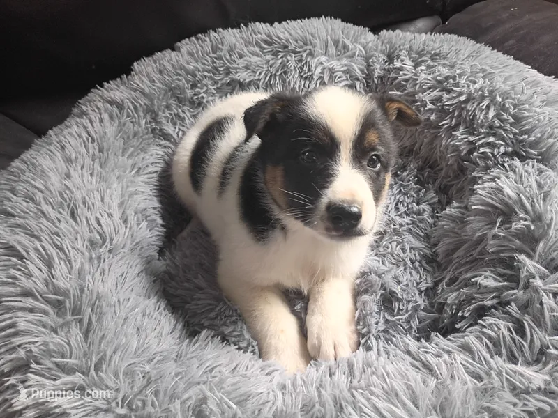 Ram – Australian Shepherd, German Shepherd Dog puppy for sale in Inkster, MI