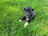 Lady, a female German Shepherd Dog and Labrador Retriever for sale in Inkster, MI – 3 of 4