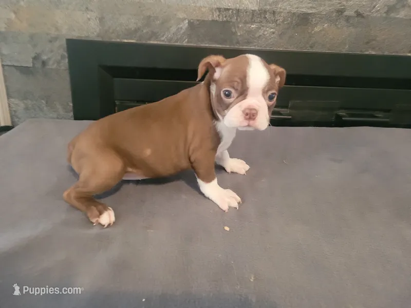 Lady..AKC.. female  – Boston Terrier puppy for sale in Inkster, MI