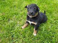 Kim, a female German Shepherd Dog and Labrador Retriever for sale in Inkster, MI – 1 of 3