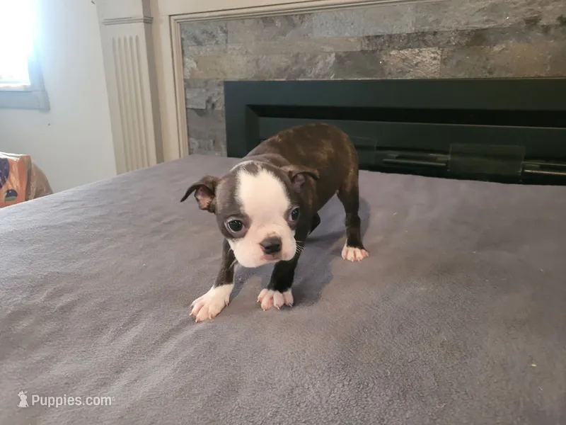 Kim..AKC . female  – Boston Terrier puppy for sale in Inkster, MI