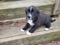 Daisy , a female Golden Retriever and Labrador Retriever for sale in Inkster, MI – Photo 3 of 4