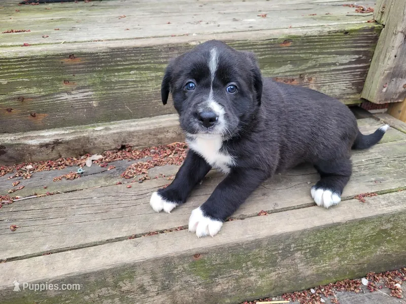 Daisy , a female Golden Retriever and Labrador Retriever for sale in Inkster, MI – Photo 1 of 4