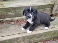 Daisy , a female Golden Retriever and Labrador Retriever for sale in Inkster, MI – Photo 1 of 4