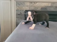 Black , a male Boston Terrier for sale in Inkster, MI – 3 of 6