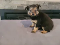 Kim, a female Australian Shepherd and German Shepherd Dog for sale in Inkster, MI – 2 of 4