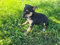 Kim , a female German Shepherd Dog and Labrador Retriever for sale in Inkster, MI – 3 of 4